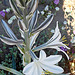 Desert Lily (3616)