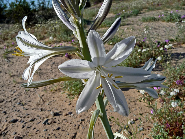 Desert Lily (3619)
