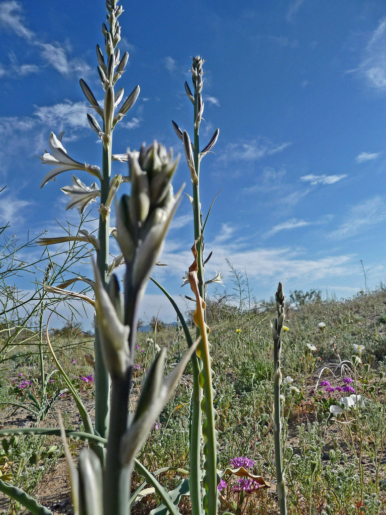 Desert Lily (3623)