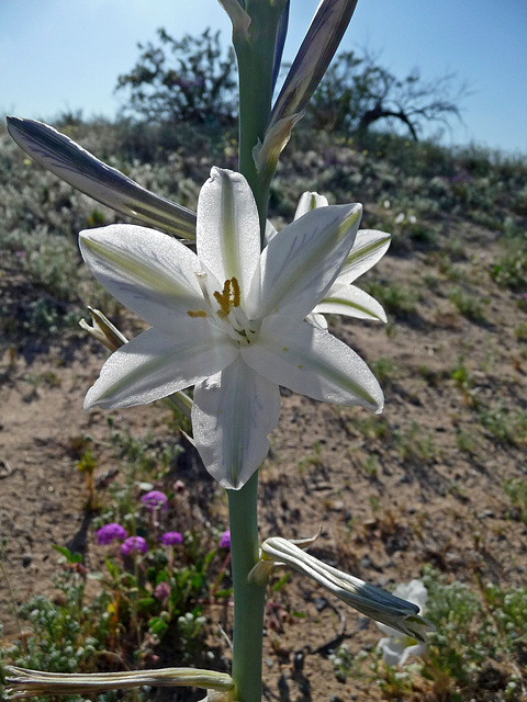 Desert Lily (3626)