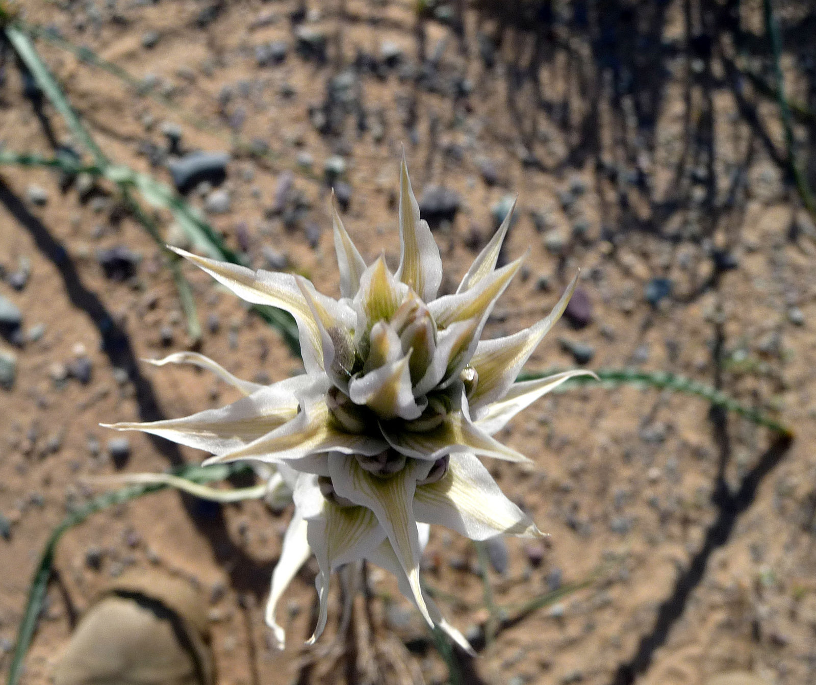 Desert Lily (3630)