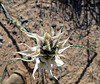 Desert Lily (3630)