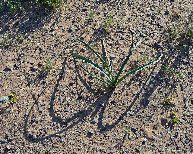 Desert Lily (3631)