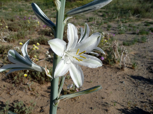 Desert Lily (3632)