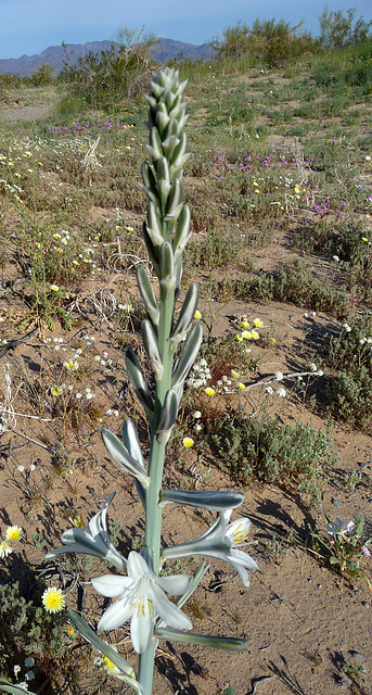 Desert Lily (3633)