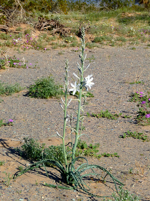 Desert Lily (3636)