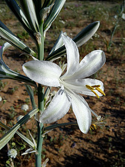 Desert Lily (3643)