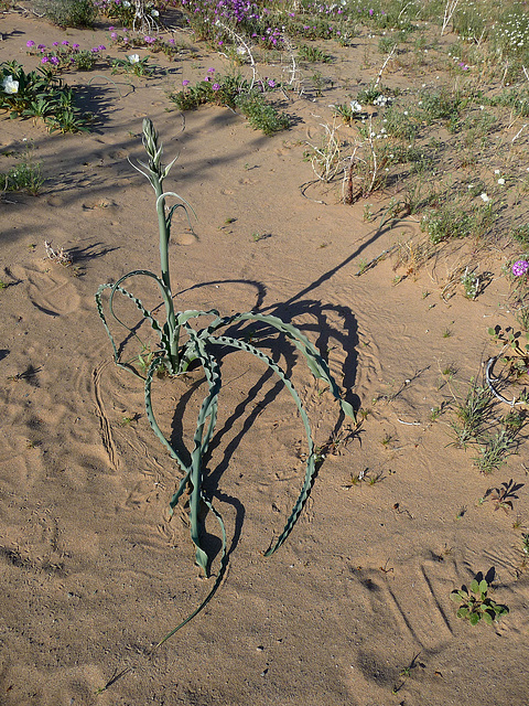 Desert Lily (3657)