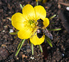 Visiting the yellow flower