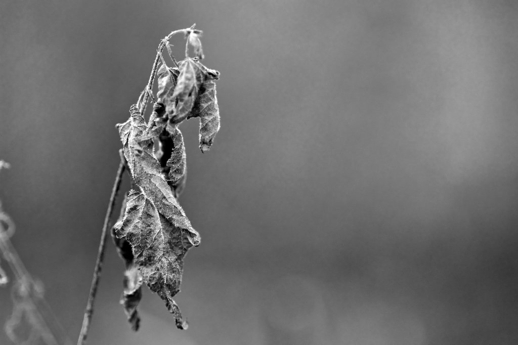 Transientness