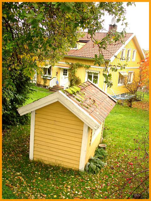 Mousse de toitures et feuilles d'automne / Moss and autumn leaves - Båstad , Sweden / Suède.  21 octobre 2008.