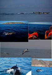 There are Dolphins in the Coast (1)