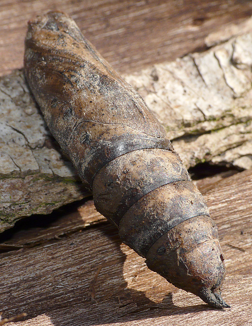 Elephant Hawk Moth Pupa -Female