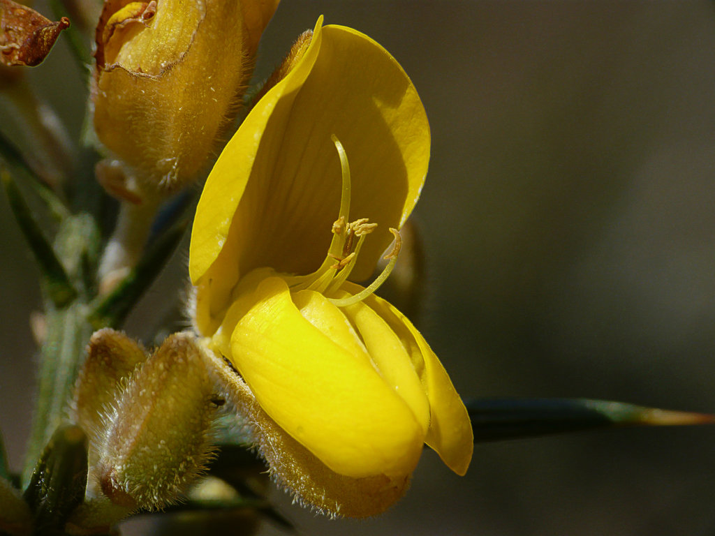 Gorse Close-up