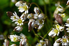 Whit-low Grass -Erophila verna