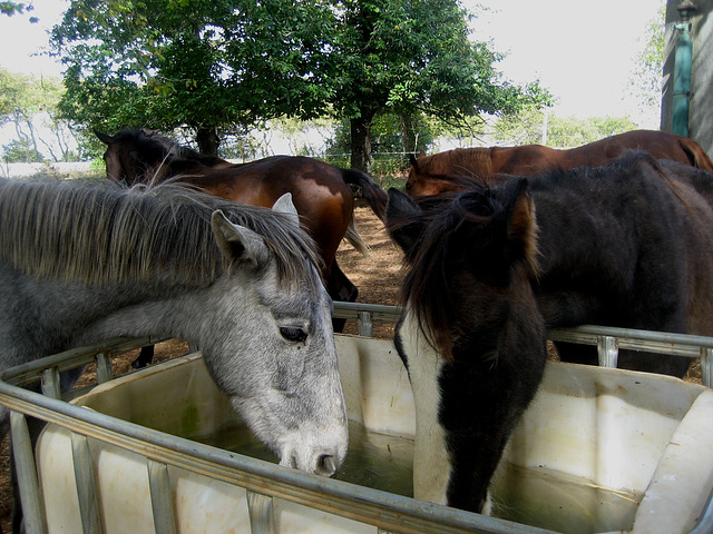 Hunting Ground of Mafra, horses playground (4)