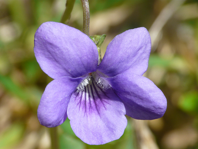 Common Dog-violet