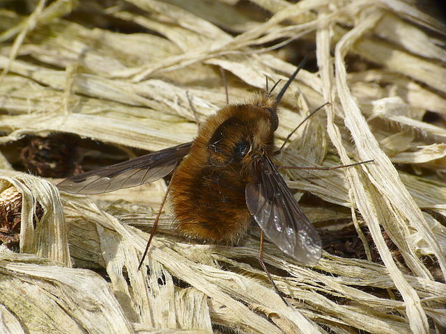 Bee Fly