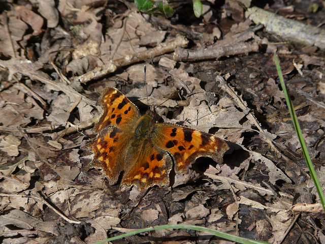 Second Comma