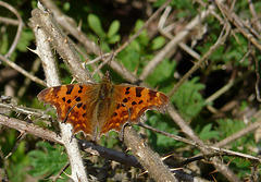 First Comma