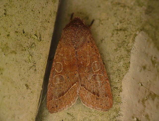 Common Quaker