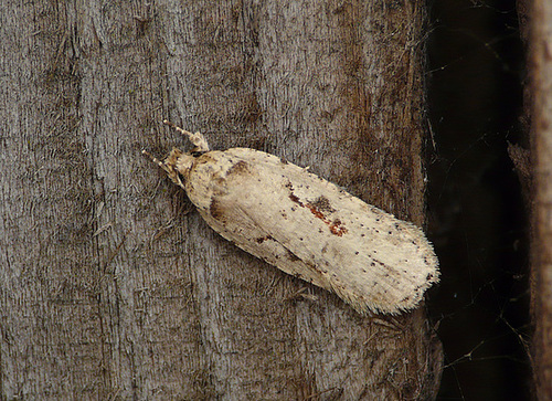 Agonopterix ocellana