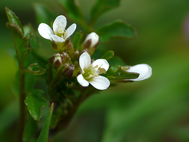 Wavy Bittercress