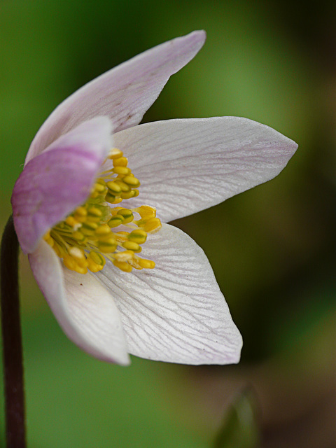 Wood  Anemones