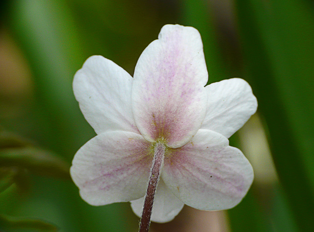 Wood  Anemones