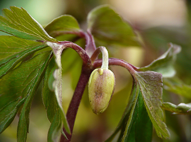 Wood  Anemones - Bud