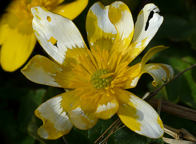 Painted Celandine