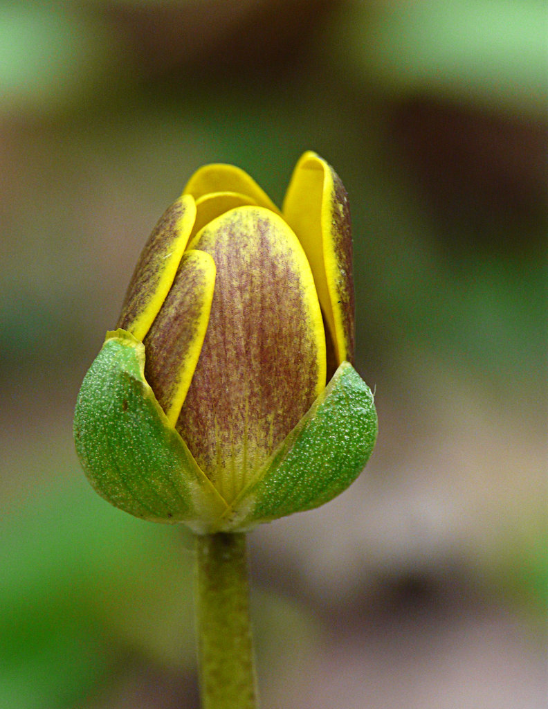 Celandine Bud