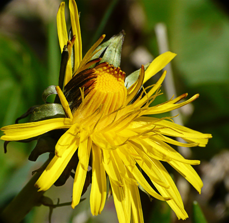 Dandelion blooming