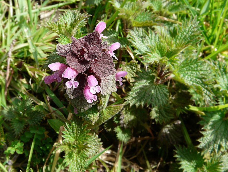 Purple Deadnettle