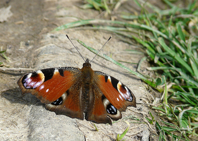 Peacock