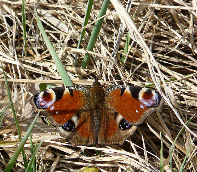 Peacock