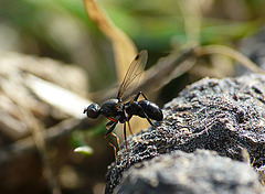 Tiny Fly on Top of the World