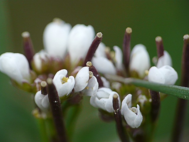 Small Bouquet