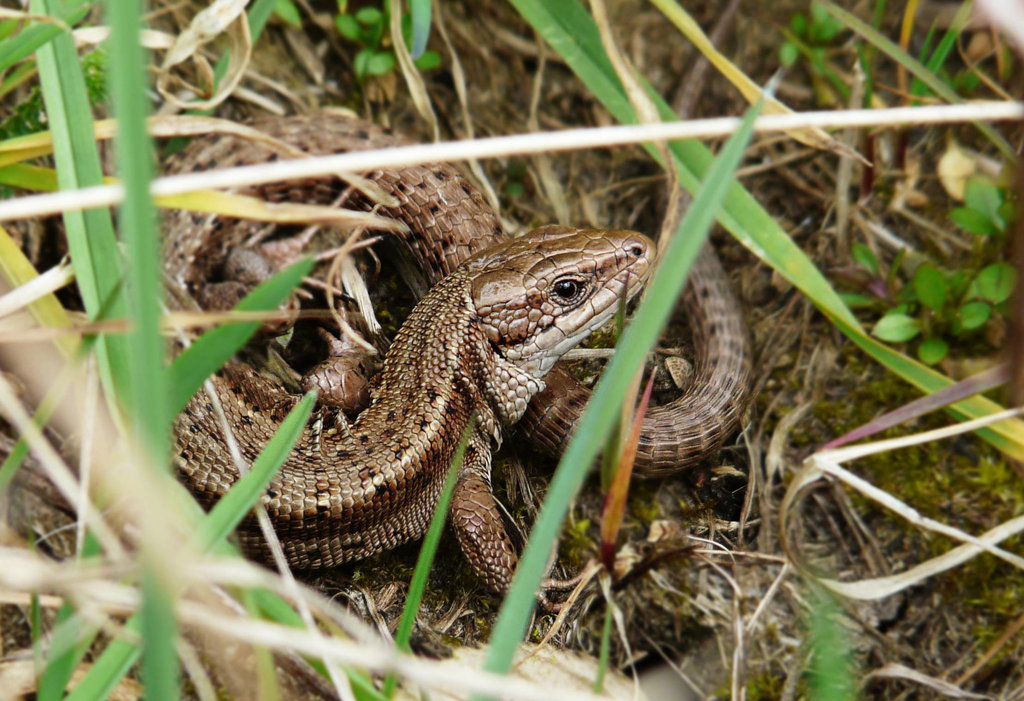 Common Lizard -Face