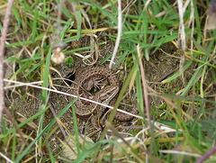 Common Lizard