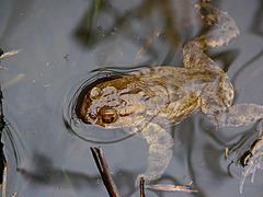 Common Toad