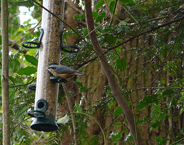 Nuthatch