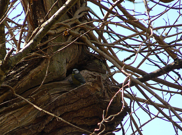 Nesting Time