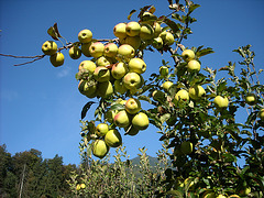 in  der Apfelplantage