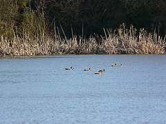 Gadwall Ducks