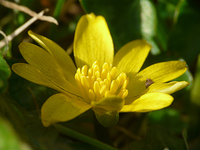 New Celandine