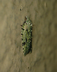 Acleris literana -Side