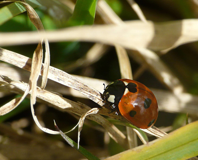 I <3 Ladybirds