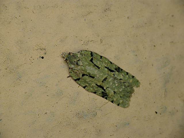 Acleris literana