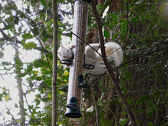 Albino Squirrel